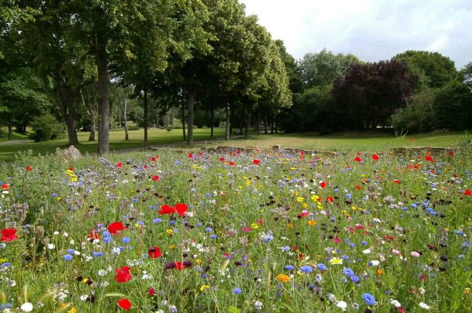 A vibrant flower meadow in a park setting, featuring a wide variety of wildflowers including red poppies, blue cornflowers, yellow daisies, and white blossoms, interspersed with green grasses. In the