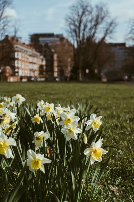A patch of blooming daffodils with white petals and bright yellow coronas grow in a grassy park area, with some buds still closed. In the background, there are leafless trees and a row of multi-storey