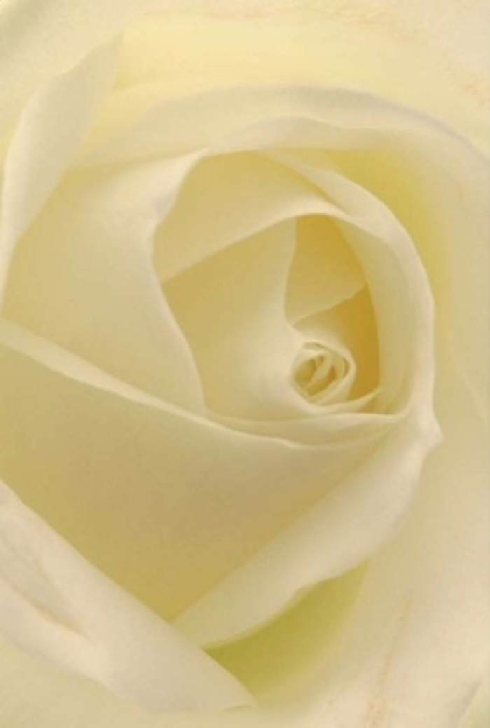 There is an almost sacred tranquillity in this close-up of a classic white rose, its petals unfolding with layered precision. The interplay of creamy whites and subtle light recalls the soft illumination one might experience whilst wandering along the banks near Cutty Sark at sunrise. Each petal is imbued with a gentle matte lustre, and the creamy undertones flow seamlessly into delicate, sunlit shadows nestled between the spirals. This rose, meticulously arranged by Greenwich Florist, feels perfectly at home as a centrepiece for elegant weddings along the river or for conveying heartfelt sympathy and quiet resilience to a family in West Greenwich. The near-flawless core suggests purity and steadfast grace, while every subtle curve speaks of both nature's artistry and the skilled touch of a seasoned florist. A sense of serene fragrance hovers imaginatively, evoking the blend of calm and sophistication much loved by the Greenwich community.